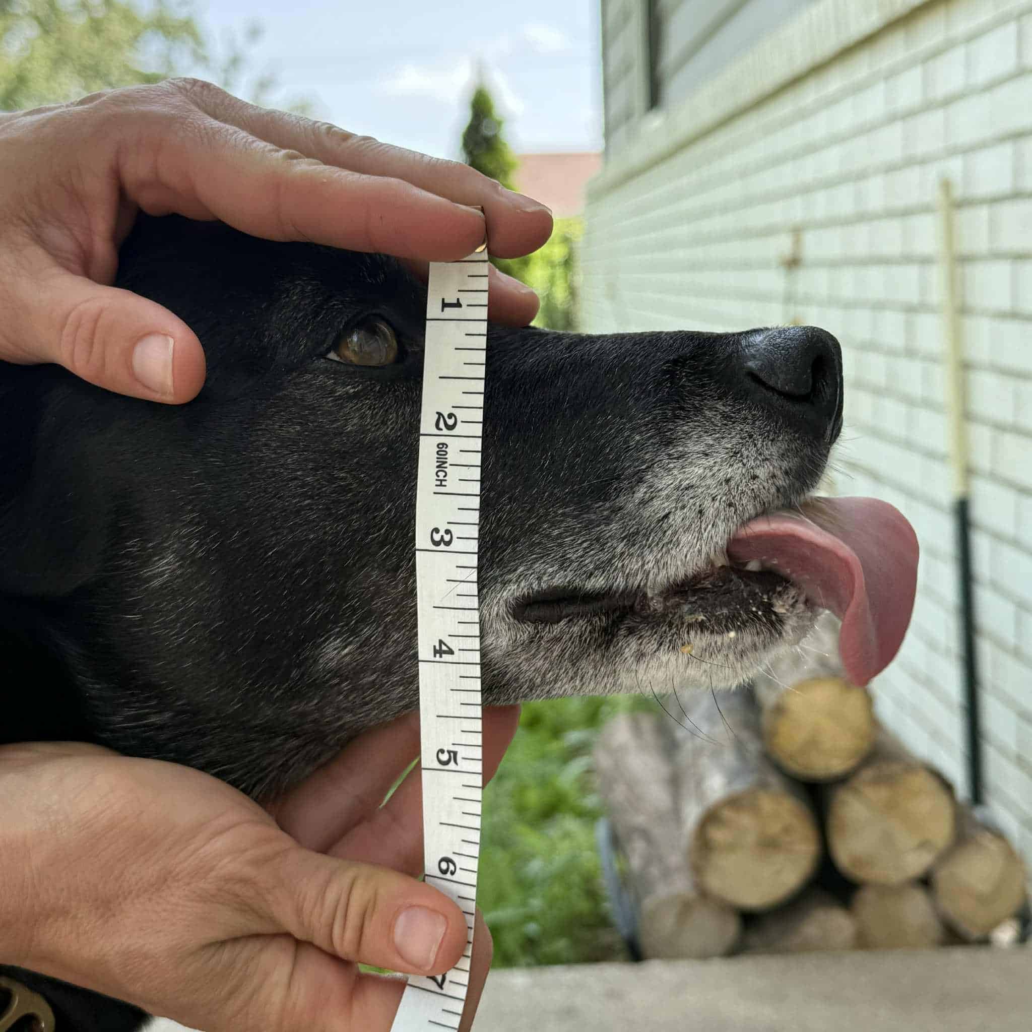 fitting a muzzle measuring bridge to jowl